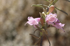 Eremophila youngii, photograph (c) Benjamin Anderson, some rights reserved (CC BY)