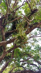 Pyrrosia adnascens