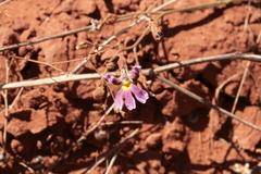 Velvet plant (Vilmorinia)