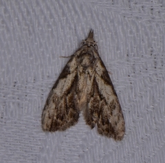Nola pleurochorda