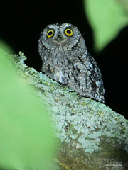 Otus senegalensis