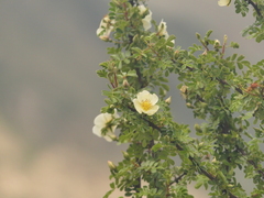 Rosa sericea, photograph (c) Sagnik Dutta Roy, some rights reserved (CC BY)