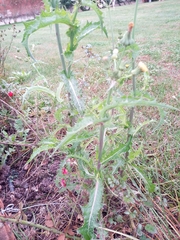 Sonchus oleraceus
