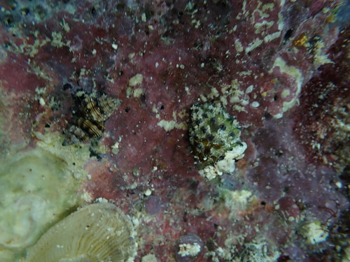 Peristernia chlorostoma observed 2025-07-27
