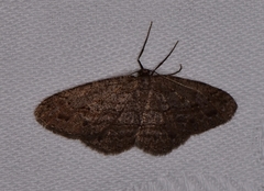 Zermizinga sinuata