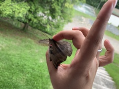 Dophla evelina