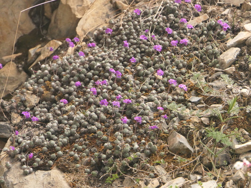 Androsace jacquemontii, photograph 3