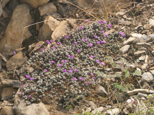 Androsace jacquemontii, photograph 2