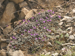 Androsace jacquemontii, photograph Sagnik Dutta Roy, CC BY, iNaturalist via GBIF