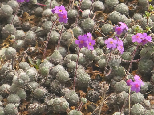 Androsace jacquemontii