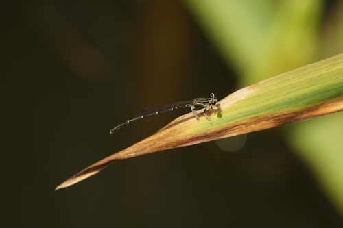 Platycnemis phyllopoda