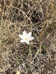 Zephyranthes chlorosolen