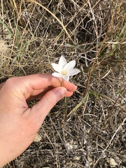 Zephyranthes chlorosolen