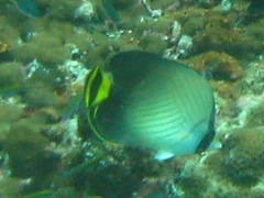 Chaetodon decussatus