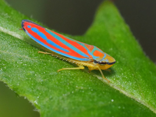 Red-banded Leafhopper, photo 2 of 7