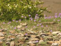 Iris decora, photograph (c) Sagnik Dutta Roy, some rights reserved (CC BY)