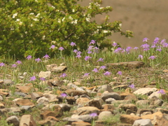 Iris decora, photograph (c) Sagnik Dutta Roy, some rights reserved (CC BY)