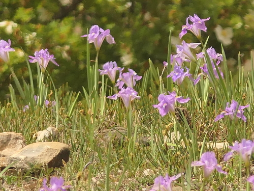Iris decora, photograph 2