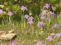 Iris decora, photograph (c) Sagnik Dutta Roy, some rights reserved (CC BY)