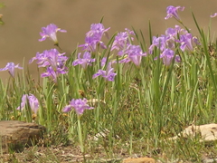 Iris decora, photograph (c) Sagnik Dutta Roy, some rights reserved (CC BY)