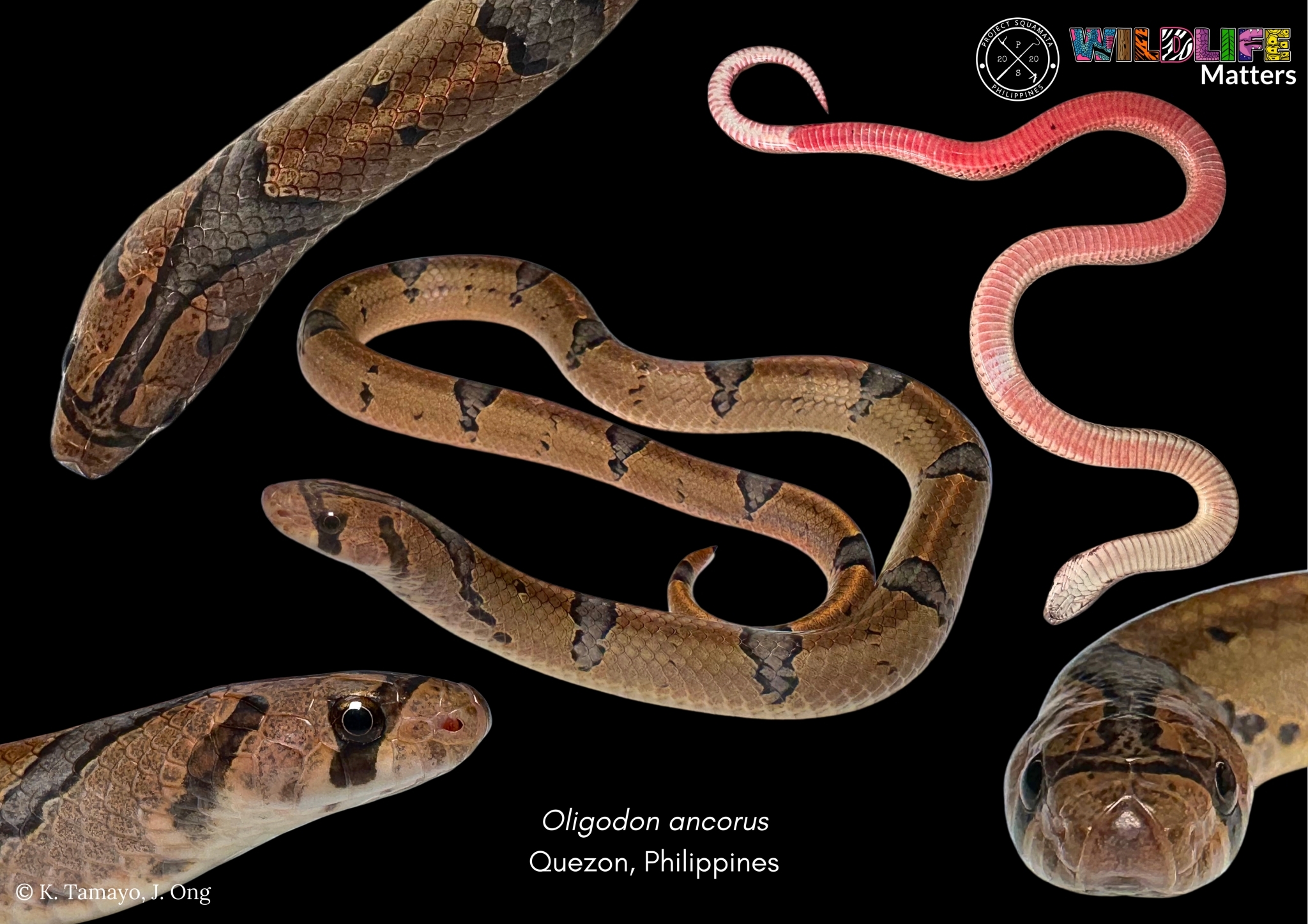 Northern Short-Headed Snake photo 2