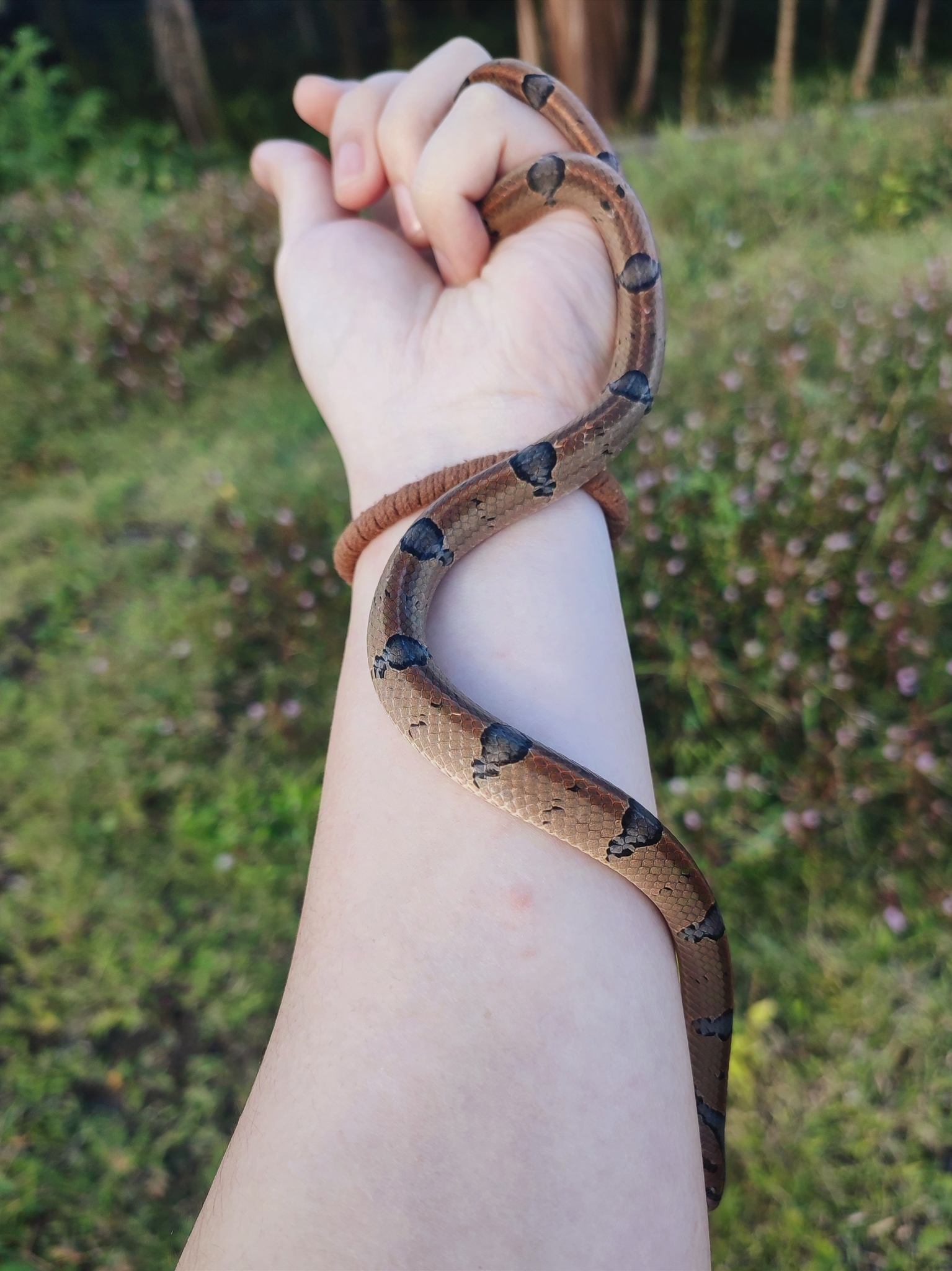 Northern Short-Headed Snake photo 3
