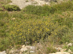 Dasiphora arbuscula, photograph Sagnik Dutta Roy, CC BY, iNaturalist via GBIF