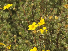 Dasiphora arbuscula, photograph Sagnik Dutta Roy, CC BY, iNaturalist via GBIF