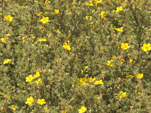 Dasiphora arbuscula, photograph 2