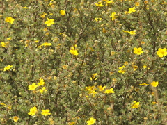 Dasiphora arbuscula, photograph Sagnik Dutta Roy, CC BY, iNaturalist via GBIF