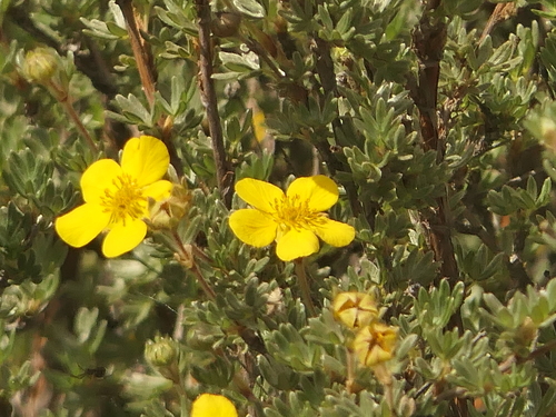 Dasiphora arbuscula