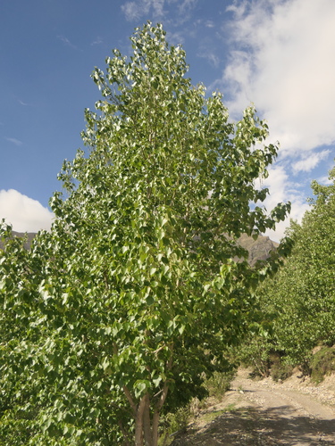 Populus ciliata, photograph 3