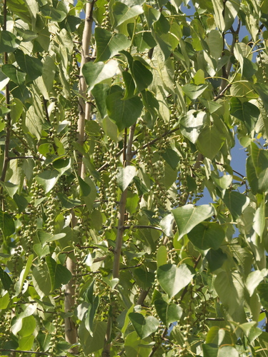 Populus ciliata, photograph 2