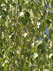 (c) Sagnik Dutta Roy, some rights reserved (CC BY) Populus ciliata, photograph (c) Sagnik Dutta Roy, some rights reserved (CC BY)