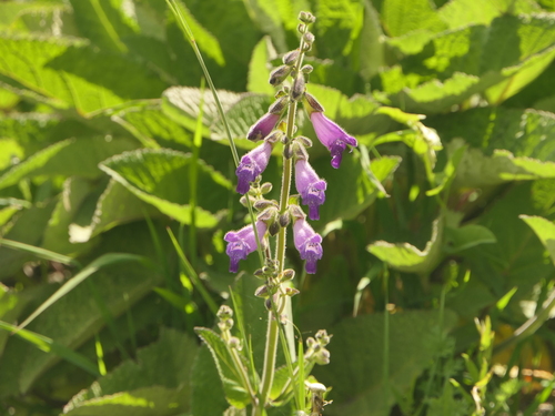 Salvia przewalskii, photograph 4