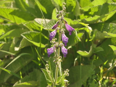 (c) Sagnik Dutta Roy, some rights reserved (CC BY) Salvia przewalskii, photograph (c) Sagnik Dutta Roy, some rights reserved (CC BY)