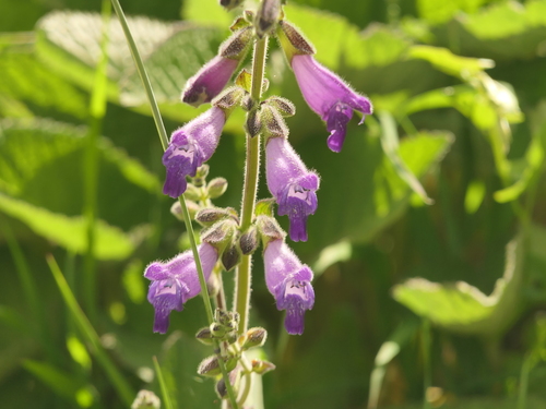 Salvia przewalskii, photograph 3