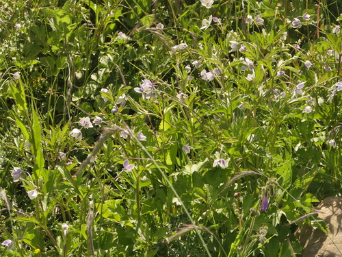 Eriocapitella rivularis, photograph 6