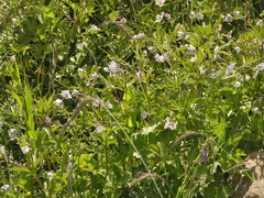 Eriocapitella rivularis, photograph (c) Sagnik Dutta Roy, some rights reserved (CC BY)
