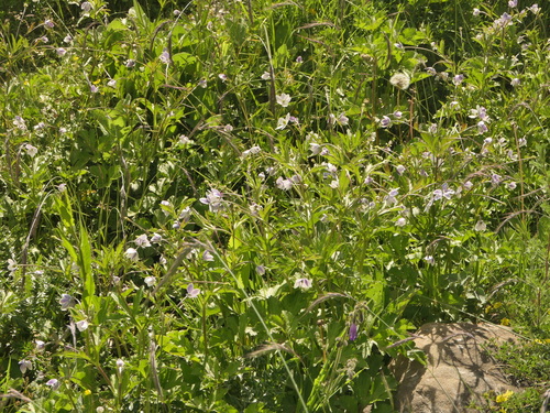 Eriocapitella rivularis, photograph 5