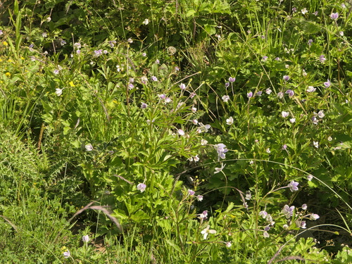 riverside windflower (Eriocapitella rivularis)