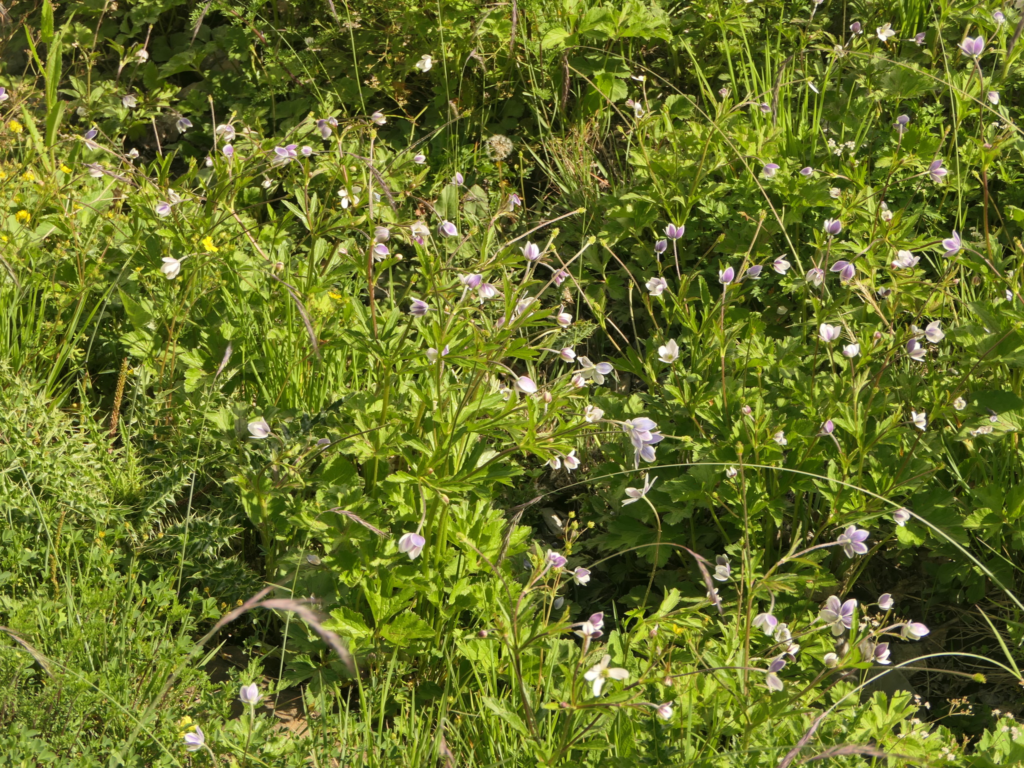 Riverside Windflower (Eriocapitella rivularis)