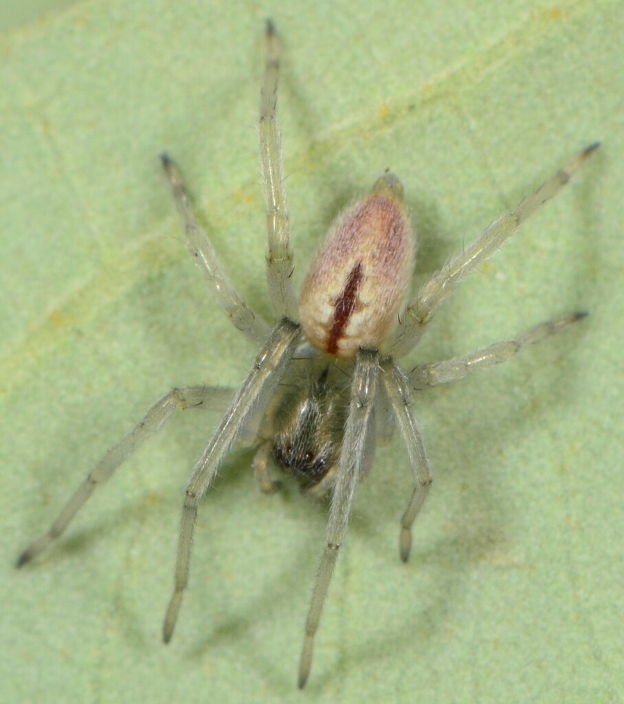 Cheiracanthium aculeatum