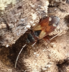 Eremocoris abietis