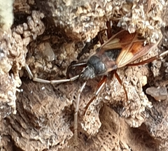Eremocoris abietis