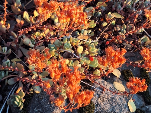 pale-yellow stonecrop (Sedum flavidum)