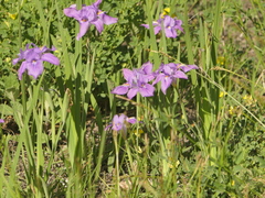 Iris decora