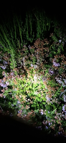 Erica maderensis, photograph 1