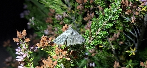 Erica maderensis, photograph 2