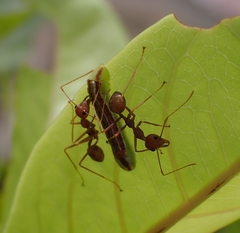 Oecophylla smaragdina
